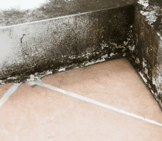 3 Long Island Mold Remediation